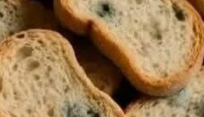 🍞 Pulled Out Some Stale Bread from the Pantry — What Should I Do?